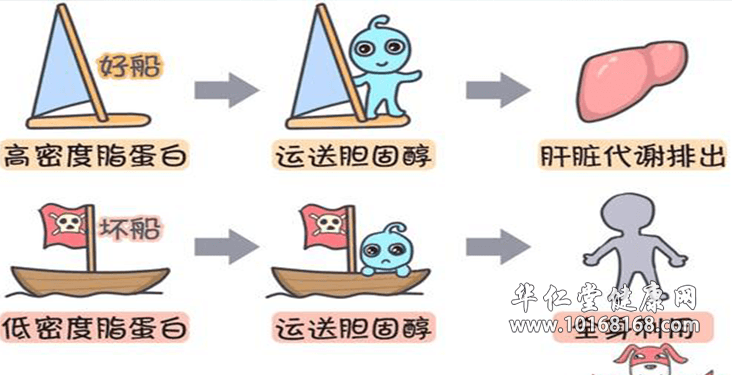 低密度脂蛋白高.png